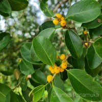 Ficus microcarpa L.f.